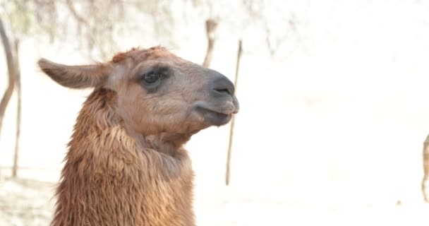 라마 갈색 머리의 세부 사항입니다. Camelid, 안데스 산맥의 긴 털 pelage 네이티브 포유동물 이 라마 glama입니다. 카타마르카, 아르헨티나. — 비디오