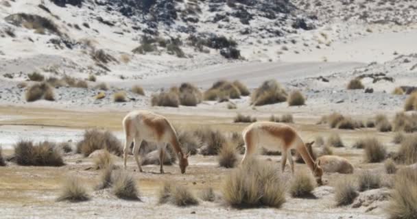 Detail van de twee oranje Vicuas eten in zijn natuurlijke omgeving, de desertic berggebied, de woestijnvorming. Zoogdieren beschermd door natuurbeschermers. Het effect van de warmte in de scène. Catamarca, Argentinië — Stockvideo