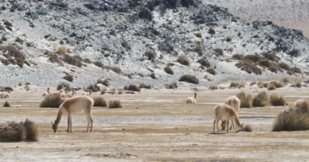 Grupo de Vicuas laranja comendo em seu ambiente natural, região montanhosa deserta, desertificação. Mamíferos protegidos por conservacionistas. Efeito de calor na cena. Catamarca, Argentina — Vídeo de Stock