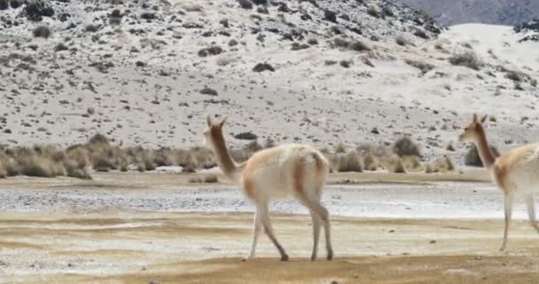 Detalle de dos Vicuas naranjas y blancas, mamíferos adaptados en desiertos, caminando en montaña desértica. Efecto calor en la escena. Catamarca, Argentina — Vídeo de stock