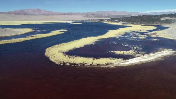 Flygande över röda, gula och blå lagunen med säng av lava vid kanten. Gyllene gräs på vatten. Antofagasta lagunen. Miga bergiga landskapet. Antofagasta de la Sierra, Catamarca, Argentina — Stockvideo