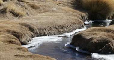 Sınırları buz ile küçük dere akan saf şeffaf su detayı. Sarı otlar ve donmuş kıyı. Antofagasta de la Sierra. Galan yanardağı. Catamarca, Arjantin