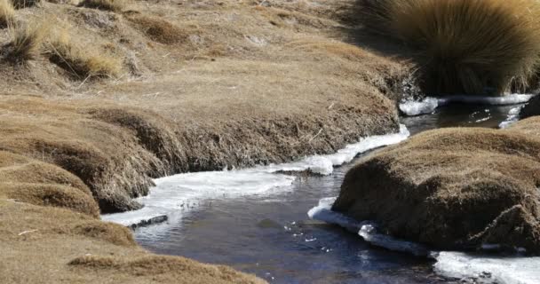 限界で氷と小さな流れに流れる純粋な透明な水の詳細。黄色い草と凍った海岸。アントファガスタ・デ・ラ・シエラガラン火山。カタマルカ(アルゼンチン) — ストック動画