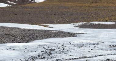 Vicuas Grubu, korunan memelivicugna vicugna vicugna, yürüyüş ve kuru donmuş manzara yeme. Antofagasta de la Sierra, Catamarca, Arjantin. Galan Yanardağı Gezisi