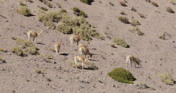 Grupa vicuas, chronione ssaki Vicugna vicugna, chodzenie i jedzenie w suchym stepowy ze złotymi traw. Antofagasta de la Sierra, Catamarca, Argentyna. Wycieczka do wulkanu Galan — Wideo stockowe