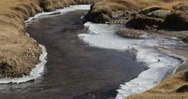 Agua pura y transparente que fluye en un pequeño arroyo con hielo a orillas. Forma meandrica con hierbas amarillas en la costa. Antofagasta de la Sierra. Volcán Galán. Catamarca, Argentina — Vídeo de stock