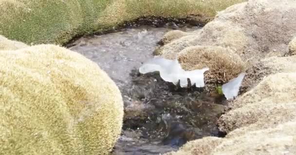 Czysta przezroczysta woda płynąca w małym strumieniu z lodem na brzegach. Meandryczny kształt z żółtymi traw na wybrzeżu. Antofagasta de la Sierra. Wulkan Galan. Catamarca, Argentyna — Wideo stockowe