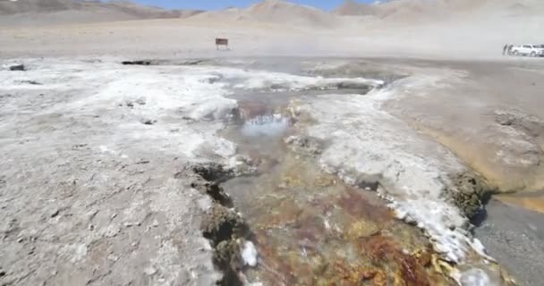 Idąc wzdłuż gorącej rzeki meandric w kierunku gejzery, pary wodnej rosnąco. Samochody ciężarowe 4x4 w tle. Ekspedycja Volcan Galan, Antofagasta de la Sierra, Catamarca, Argentyna — Wideo stockowe