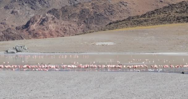 フラミンゴのグループ、フェニコプテルス、食べて、砂漠の高い山の環境で低パベロンラグーンで飛んで。ヒートヘイズ効果。アントファガスタ・デ・ラ・シエラ、カタマルカ、アルゼンチン — ストック動画