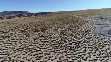 Altın otlar ile kuru yayla, yürüyüş Vicuñas, korumalı memeliler vicugna vicugna, grup hava dron sahne. Antofagasta de la Sierra, Catamarca, Arjantin. Gezi için Galan volkan