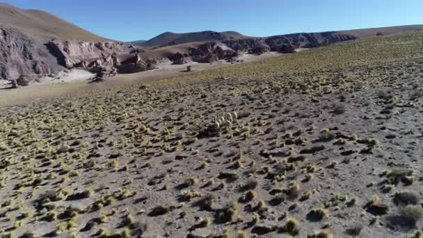 Luchtfoto scène van groep Vicuna, beschermd zoogdier vicugna vicugna, wandelen en lopen op droge hoogvlakte met gouden grassen. Antofagasta de la Sierra, Catamarca, Argentina. Excursie Galan Volcano — Stockvideo