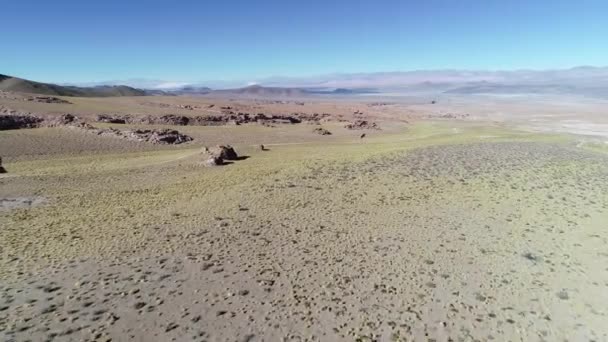 Antenn drönare scen av colorfull hög platå av gyllene gräs och röda klippformationer. Vida landskap av Antofagasta de la Sierra, Catamarca, Argentina — Stockvideo