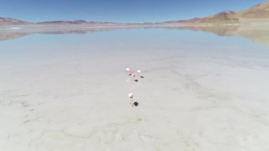 Tuzlu Diamante Lagoon dört yetişkin pembe Flaman, Phoenicopterus, su üzerinde yürümek geçiş kuşlar ile hava dron sahne adım. Antofagasta de la Sierra, Catamarca Eyaleti, Arjantin.