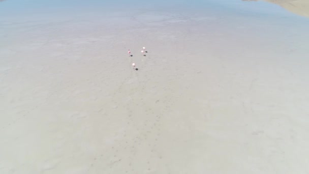 Drohnen-Szene einer salzigen Diamantlagune mit vier ausgewachsenen rosafarbenen Flämischen, Phöniziern, Zugvögeln, die auf dem Wasser spazieren, Stufen. antofagasta de la sierra, katamarca provinz, argentina. — Stockvideo