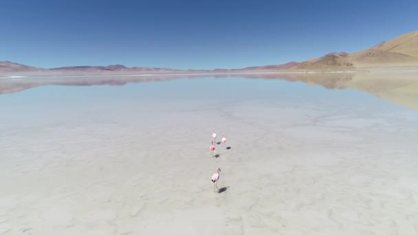 Drone aereo scena salmastra della Laguna del Diamante con quattro adulti rosa fiammingo, Phoenicopterus, uccelli migratori a piedi sull'acqua, passi. Antofagasta de la Sierra, provincia di Catamarca, Argentina . — Video Stock