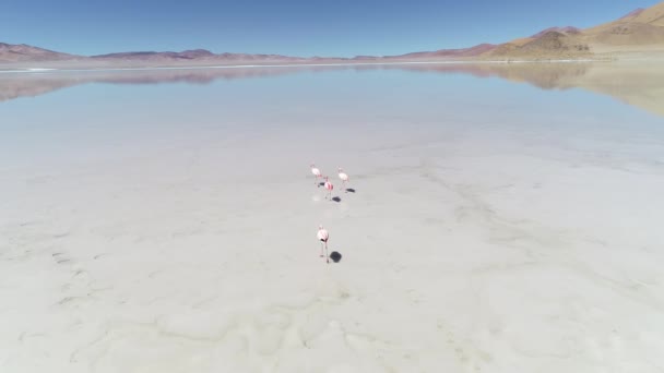 Drohnen-Szene einer salzigen Diamantlagune mit vier ausgewachsenen rosafarbenen Flämischen, Phöniziern, Zugvögeln, die auf dem Wasser spazieren, Stufen. antofagasta de la sierra, katamarca provinz, argentina. — Stockvideo