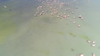 Yürüme, lagün uçan flamingolar Grubu'nun hava senital görünümü. Pabellón Gölü, Galan volkan Antofagasta de la Sierra, Catamarca, Arjantin