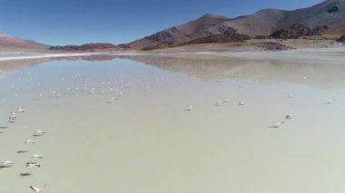 Flamingolar Pabellón lagün uçan hava aşağıdaki büyük grubu. Arka plan desertic Derma Dağları. Antofagasta de la Sierra, Catamarca, Arjantin, Galan yanardağ
