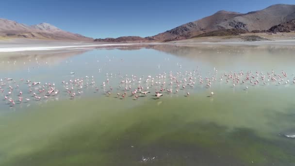 Aéreo, grupo de Flamingos, Phoenicopterus, comendo, voando em baixa lagoa Pabellon no deserto ambiente de alta montanha. Detalhe, vista superior das noivas. Antofagasta de la Sierra, Catamarca, Argentina — Vídeo de Stock