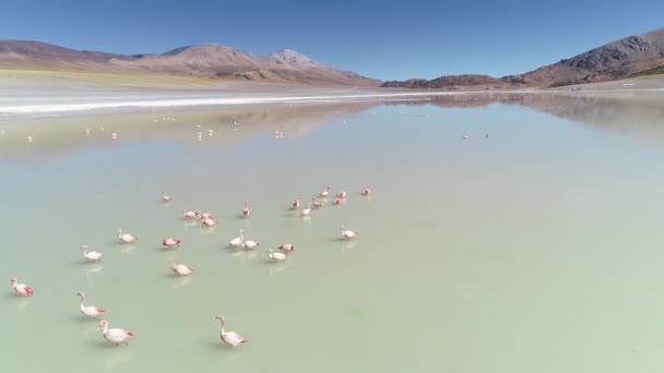 Scena aerea, primo piano di un gruppo di fenicotteri che camminano, che mangiano nella bassa laguna di Pabellon in un ambiente desertico di alta montagna. Da davanti a vista senitale. Antofagasta de la Sierra, Catamarca, Argentina — Video Stock