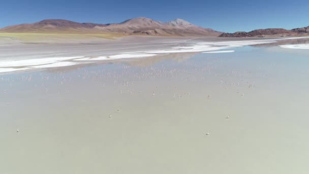 Aerial scene, big group of Flamingos eating, flying in low Pabellon lagoon at desertic high mountain environment. From front to top view. Antofagasta de la Sierra, Catamarca, Argentina — Stock Video