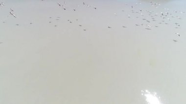 Senital hava dron sahne lagün üzerinde uçan flamingolar grup takip. Kamera hızlı sürünün seyahat. Antofagasta de la Sierra, Catamarca, Argentina