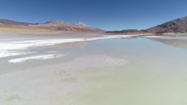 Escena aérea de drones de laguna con flamencos en montañas de colores desérticos. Desde la vista general descendiendo hasta el cierre de aves caminando. Antofagasta de la Sierra, Catamarca, Argentina — Vídeos de Stock