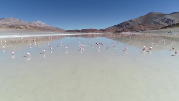 Antenn drönare scen flygande över och nära stora grupp av Flamingos, äta och flyger på Pabellon Lagoon i Miga colorfull bergen. Antofagasta de la Sierra, Catamarca, Argentina — Stockvideo