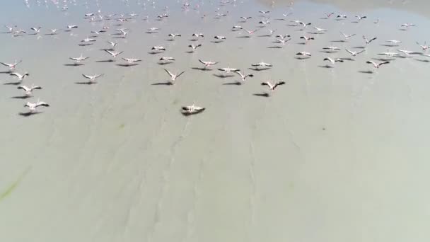 Senital aerial drone scene following group of Flamingos flying on lagoon. Camera traveling fast behind flock. Antofagasta de la Sierra, Catamarca, Argentina — Stock Video