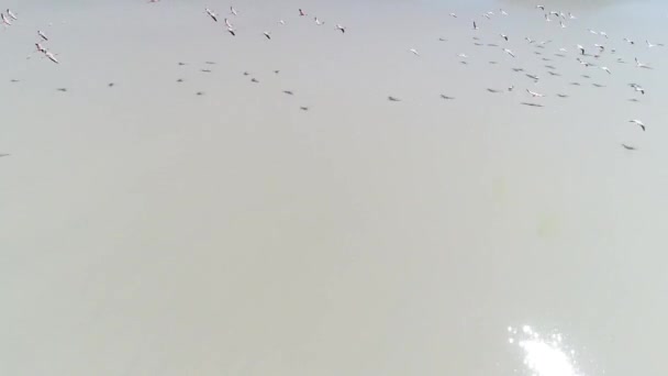 Senital drone антена сцени після Група фламінго літати на лагуну. Камера подорожі швидко позаду стадо. Антофагаста де-ла-Сьєрра, Катамарка, Аргентина — стокове відео