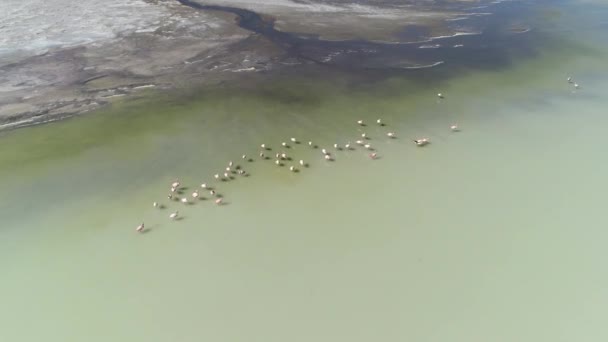 Senital aerial drone scene following group of Flamingos flying on lagoon. Camera traveling fast behind flock. Antofagasta de la Sierra, Catamarca, Argentina — Stock Video