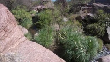 Bitki örtüsü ile çevrili aşınmış eski taşlar arasında düşen küçük dere. Kamera kaydırma 180 dere gösteren. Quebrada de Hualco, San Blas, Rioja province, Arjantin