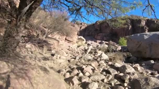 Caminar por debajo de los árboles a través de un río rocoso y seco hacia un acantilado naranja. Arid Hualco Canyon paisaje en la región desértica. Provincia de Rioja, Argentina. Cuyo. — Vídeos de Stock