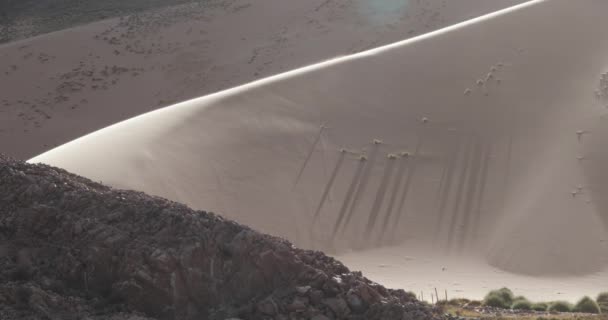 Grande duna com vento soprando areia sobre a superfície, oásis verde, árvore e gramíneas. Dunas de Huancar, Abra Pampa, Jujuy, Argentina — Vídeo de Stock