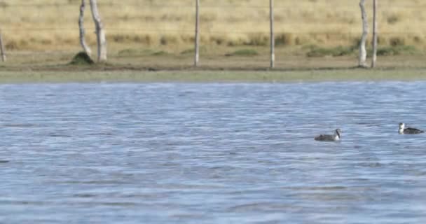 Ganso mergulhando na água tentando pescar. Lagoa em Huancar, Abra Pampa, Jujuy, Argentina — Vídeo de Stock