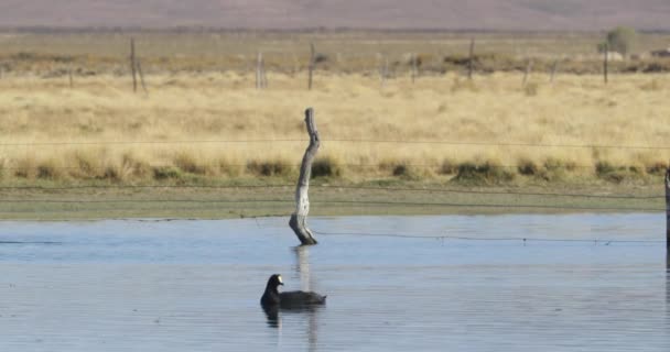 Svart anka, gås, flyter över lagunen. Lagoon at Huancar, Abra Pampa, Jujuy, Argentina — Stockvideo