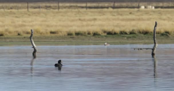 Zwarte eend, gans, zwemmen over lagune. Gouden grassen op de achtergrond. Lagoon at Huancar, Abra Pampa, Jujuy, Argentinië — Stockvideo