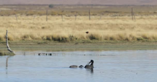 Μαύρες και γκρίζες πάπιες κολυμπούν στη λιμνοθάλασσα. Χρυσά χόρτα στο παρασκήνιο. Λιμνοθάλασσα στο Χουενντάτ, άμπρα παμπα, Τζουχουι, Αργεντινή — Αρχείο Βίντεο