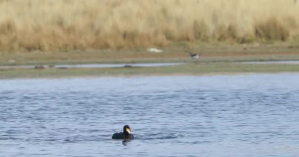 Pato preto, ganso, nadando e comendo na lagoa. Gramíneas douradas no fundo. Lagoa em Huancar, Abra Pampa, Jujuy, Argentina — Vídeo de Stock