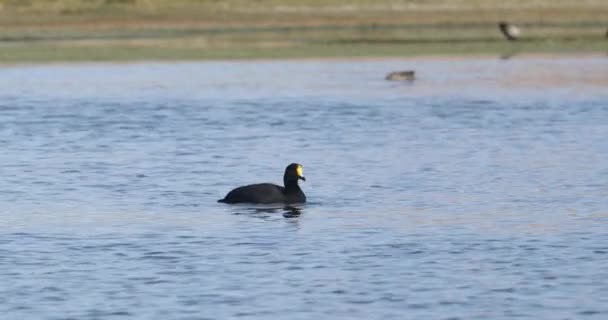 Zwarte eend, gans, zwemmen op de lagune. Gouden grassen op de achtergrond. Lagoon at Huancar, Abra Pampa, Jujuy, Argentinië — Stockvideo