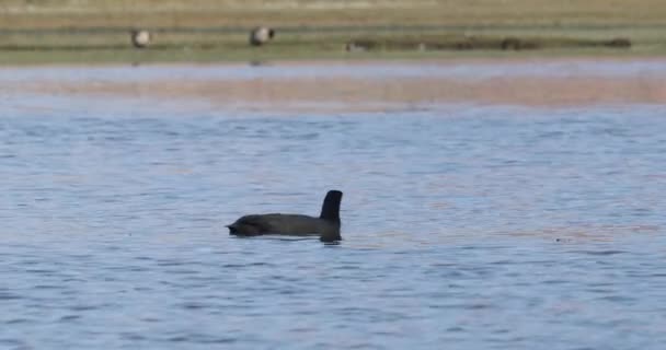 黒いアヒル、ガチョウ、水泳、ラグーンで食べます。背景に金色の草。フアンカル、アブラ・パンパ、ジュジュイ、アルゼンチンのラグーン — ストック動画