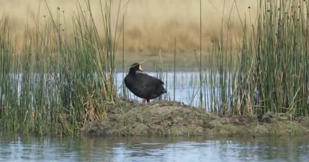 Zwarte eend, gans, staande over Riverside van lagune schoonmaken van zijn veren. Gouden grassen op de achtergrond. Lagoon at Huancar, Abra Pampa, Jujuy, Argentinië — Stockvideo