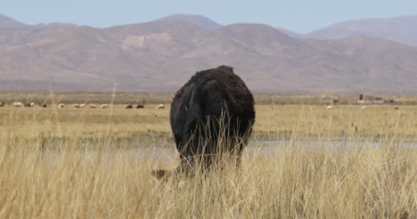 Mucca nera che mangia sul campo con erba dorata. Paesaggio montano sullo sfondo. Argentina, Jujuy — Video Stock