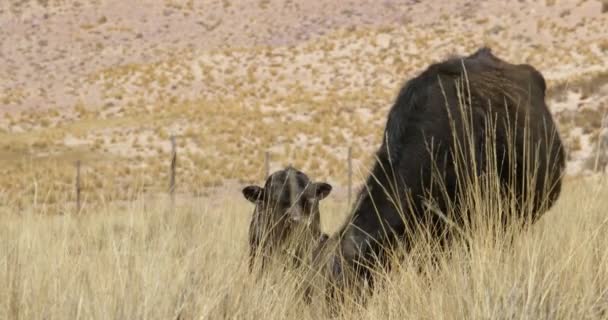Zwarte koeien en kalf eten op veld met gouden grassen. Berglandschap op de achtergrond. Argentinië, Jujuy — Stockvideo