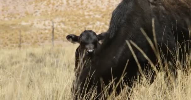 Zwarte koe en kalf eten op veld met gouden grassen. Berglandschap op de achtergrond. Argentinië, Jujuy — Stockvideo