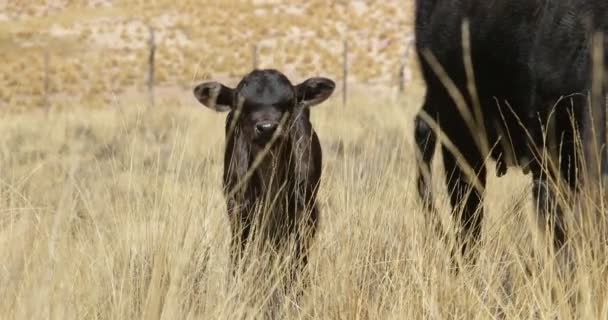 Buzağı ve anne altın otlarla tarlada yemek yiyor. Arka planda dağ manzarası. Arjantin, Jujuy — Stok video