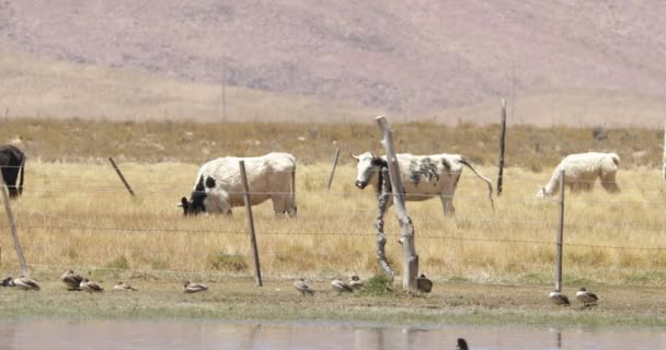 Mucche che mangiano in campo con erba dorata. Paesaggio montano sullo sfondo. Argentina, Jujuy — Video Stock