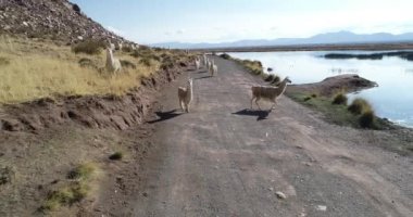 Camelid, Llamas, kuru dağ manzara çakıl parça boyunca yürüyen sürü andan. Huancar tepeleri, Abra Pampa, Jujuy, Arjantin