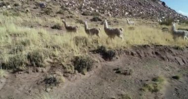 Kuru montaoinous otlak kayalık yamaçta yürüyen Llamas sürüsünün anteni. Abra Pampa, Jujuy, Arjantin