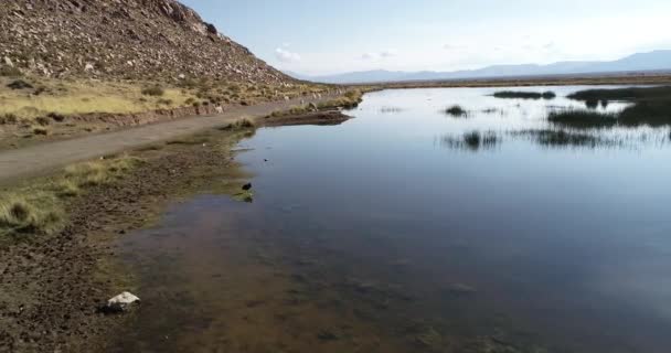 Aereo sorvolando laguna verso gregge di camelidi, Lama, camminando lungo la pista di ghiaia nel paesaggio montano asciutto. Huancar dunes, Abra Pampa, Jujuy, Argentina — Video Stock
